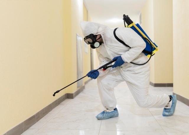 mold removal kitchener