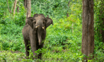 Embark on Unforgettable Kenya Wildlife Safari Tours